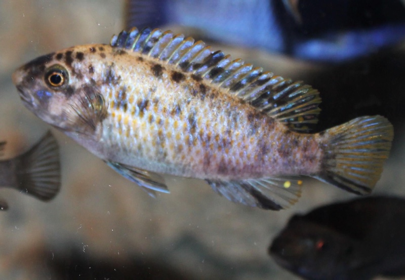 Labeotropheus fuelleborni 'Thumbi West Island'